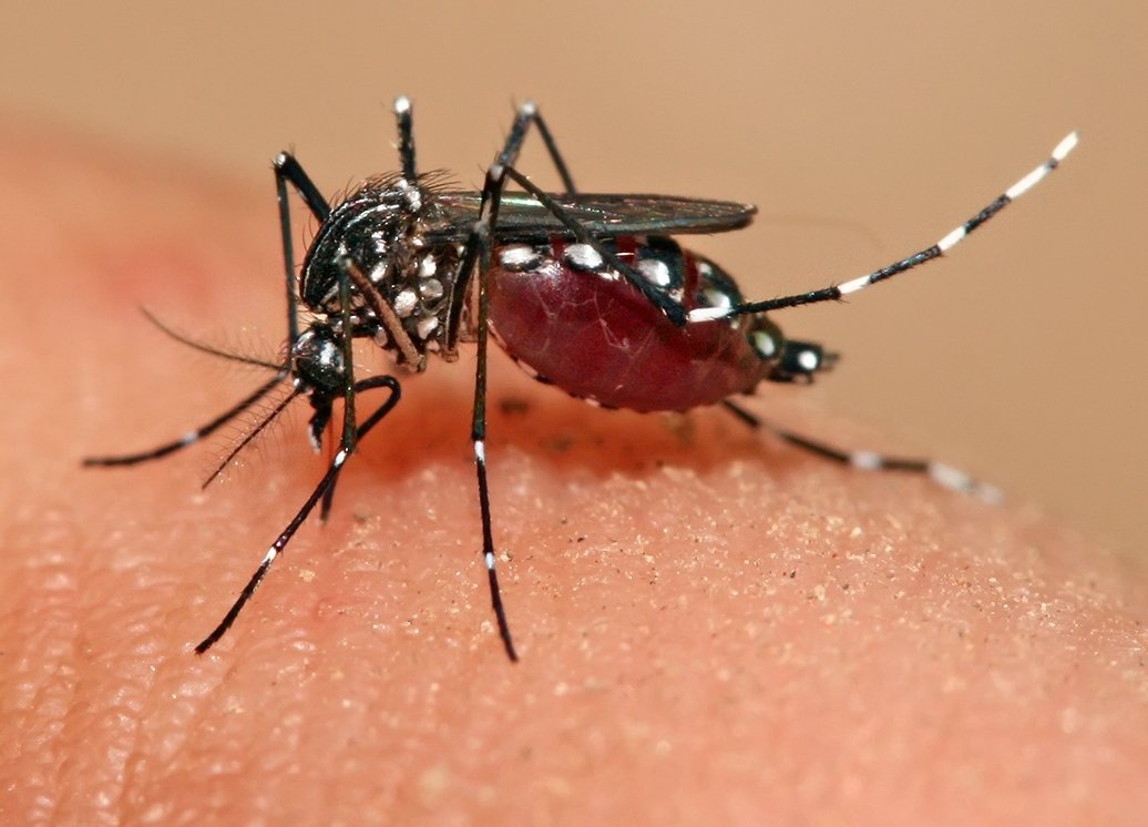 Dengue cases surge in Islamabad; health ministry issues advisory