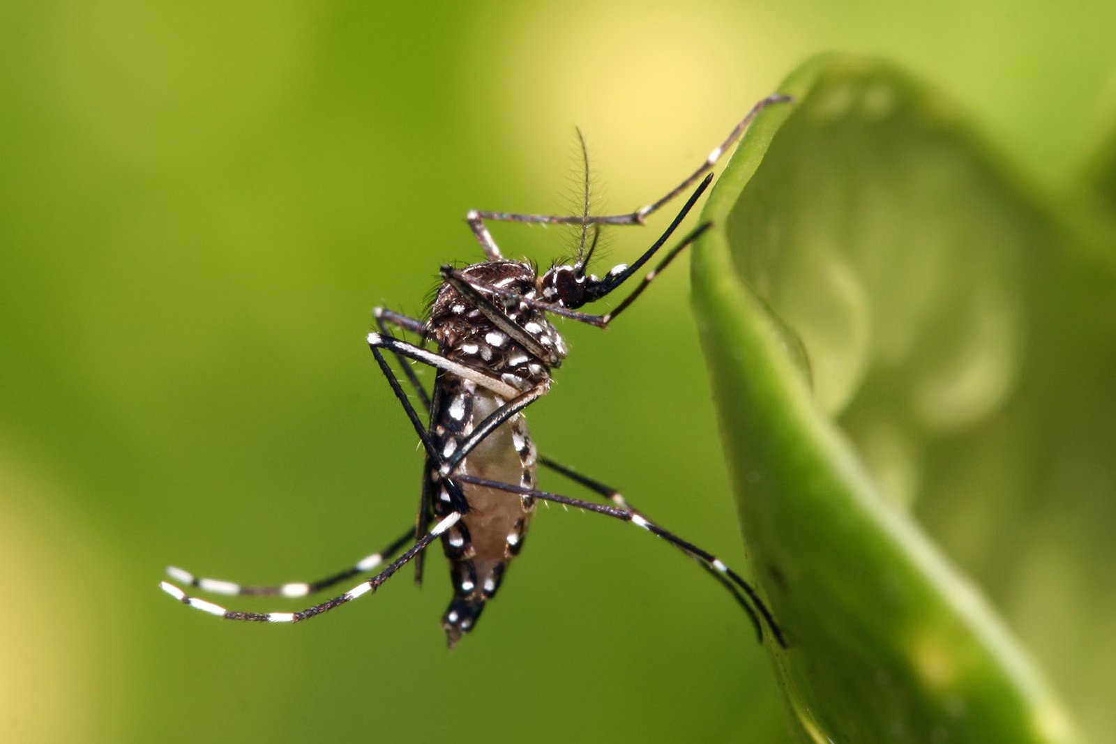 Punjab orders dengue larvae surveys inside Lahore government offices