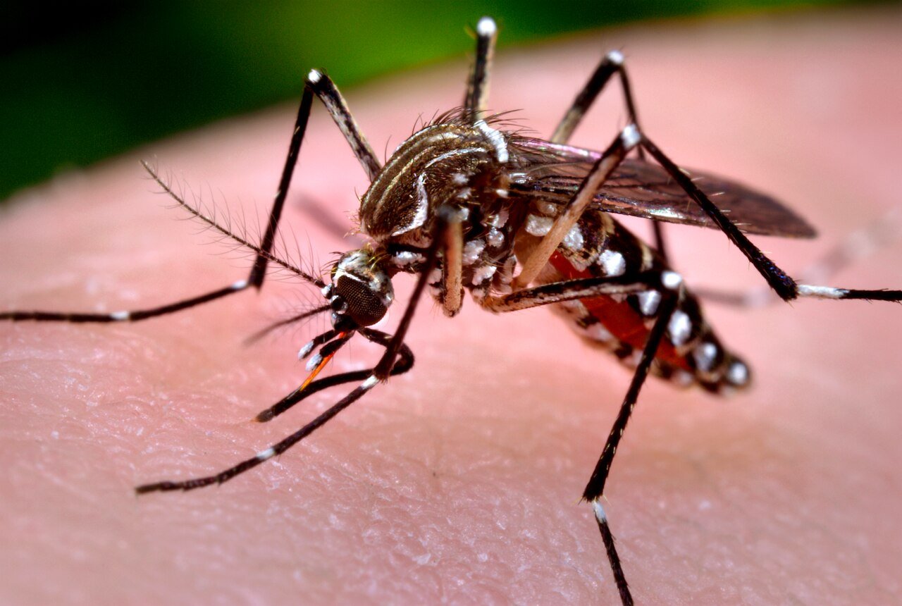 Suspected dengue cases triple in Sindh through August, surveillance data shows